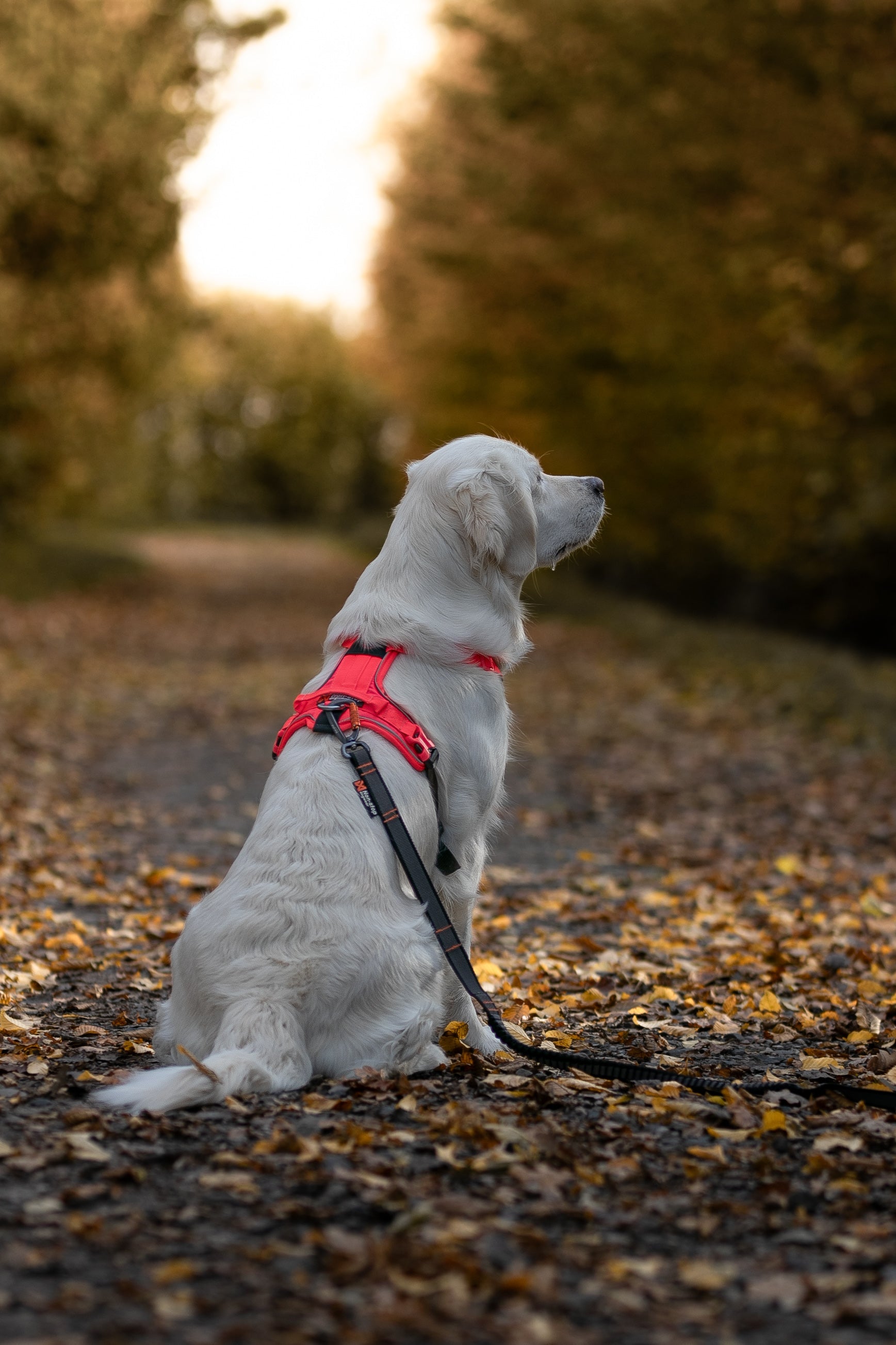 Ramble Harness (Non - Stop Dogwear) - SnowPaw Store - Non - Stop Dogwear - Dog Harness